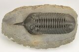 Morocconites Trilobite Fossil - Huge Example #206481-1